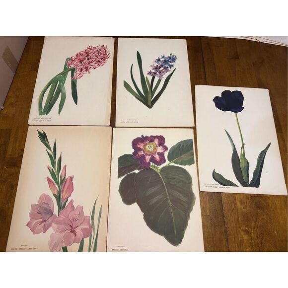 Flowers Drawn by Arlette Davids Text by Princess Bibesco prints Purple  10x14” - Picture 1 of 9